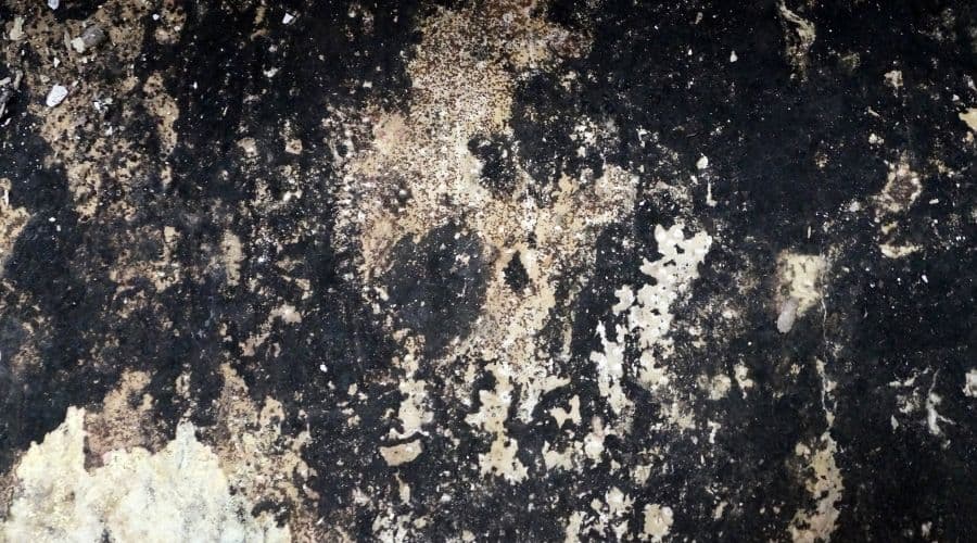 What is black mold?