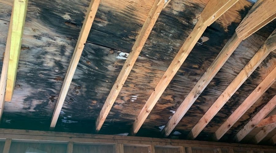 How to tell if your house has mold