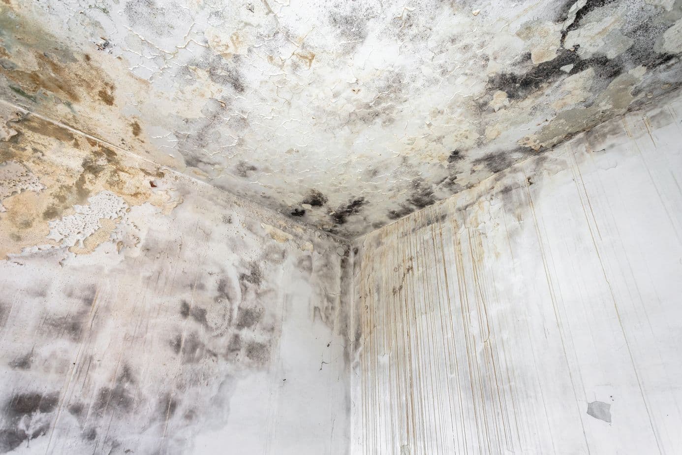 Spots for Mold Growth in Your Home