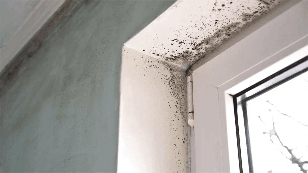Black mold spreading across the corner of a damp interior wall